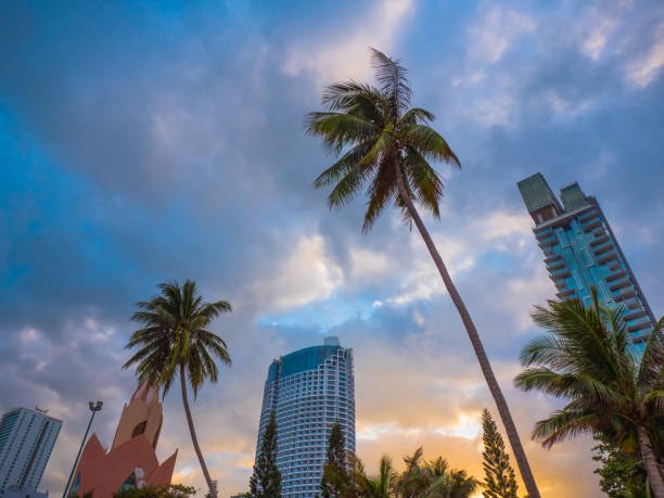 istock Sunset with palm tree and skyscrapers 1197747834