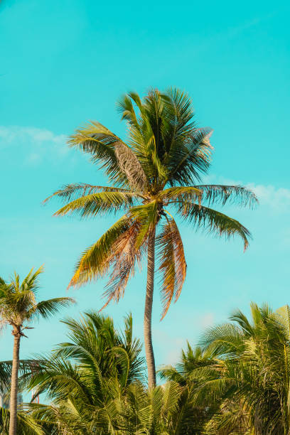 istock Beautiful summer palm trees 1197748723