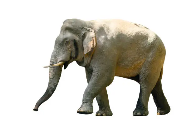 Photo of Large male Asian wild elephant isolated on white background