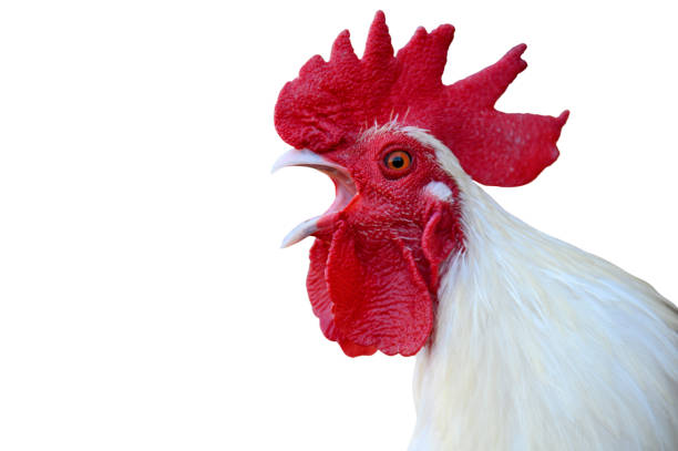 istock The white chicken is crowing isolated on white background 1197749185