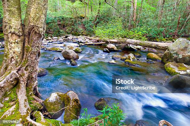 Foto de Fluxo De Mountian e mais fotos de stock de Vidoeiro-de-papel - Vidoeiro-de-papel, Amarelo, Appalachia