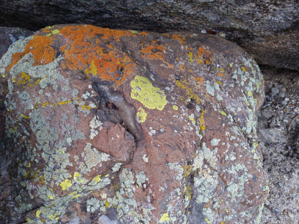 istock Lichens on Rocks at Lake Tahoe 1197750031