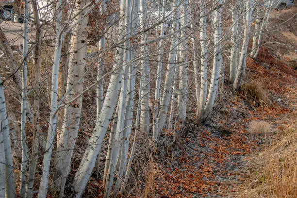 Photo of An irregular row of white barked quaking aspen