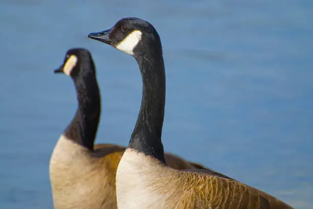 Two Canadian Geese standing in front of the blue water with one appearing very attentive and the other out of focus bird appearing uninterested