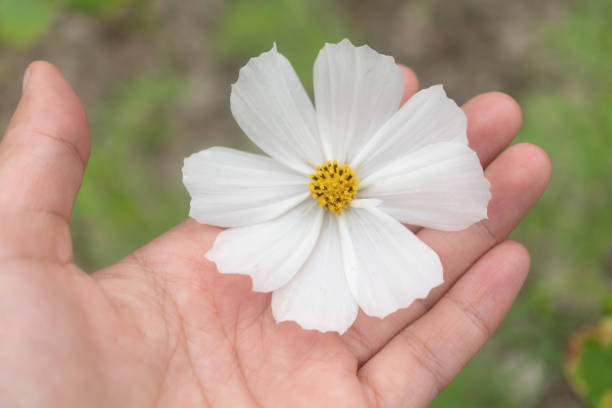 istock Selective focus of white cosmos flower in hand touch with sunlight with copyspace background. 1197751398