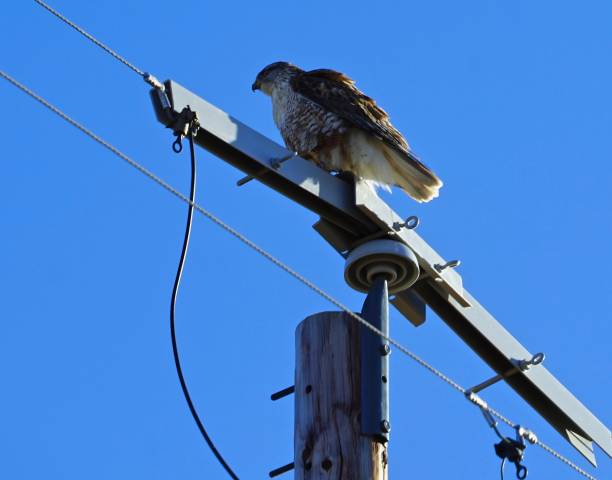 istock Oregon Ferruginous Hawk Watch 1197753134
