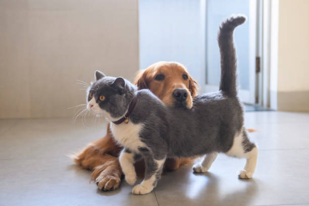 istock British shorthair and golden retriever 1197757096