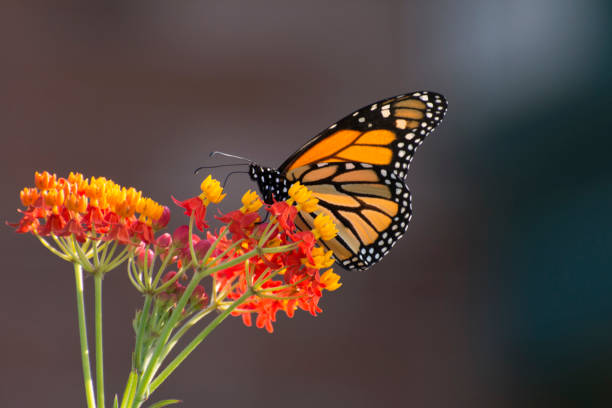 Butterfly 2019-188 Monarch butterfly (Danaus plexippus) milkweed stock pictures, royalty-free photos & images