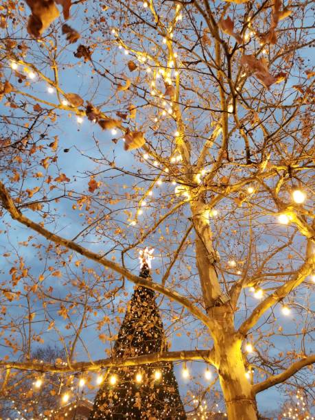 istock Golden illuminated tree with Christmas tree in background 1197757271