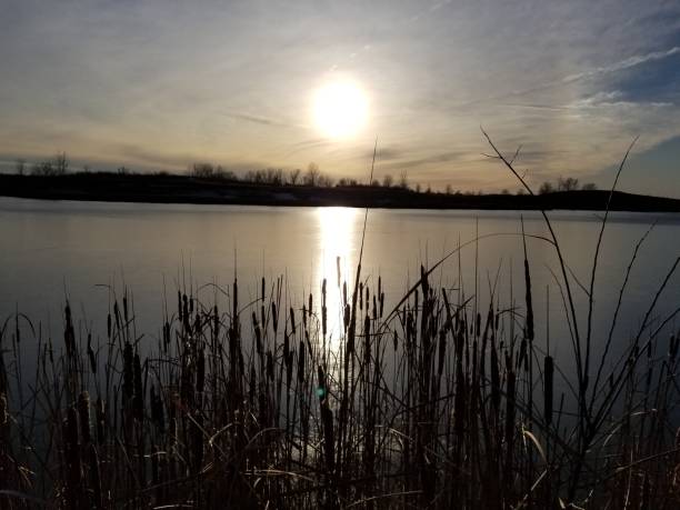 istock Twilight sun reflected in lake with cattail plants in foreground 1197757443