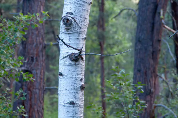 Photo of Close up of a White barked quaking aspen