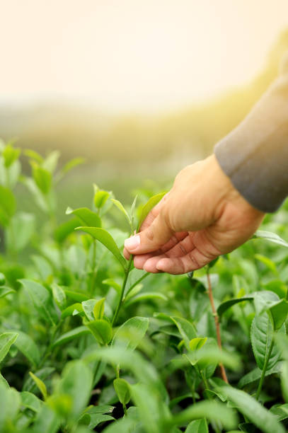 istock Hand finger picking up tea leaves at a green tea, Natural select 1197759648