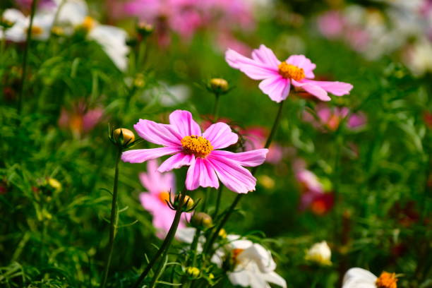 istock Cosmos flowers with green leaves 1197760526