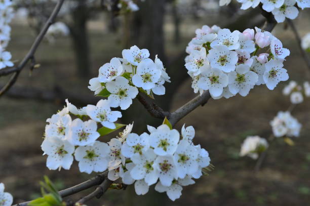 istock Pear flower in full bloom in spring 1197761492
