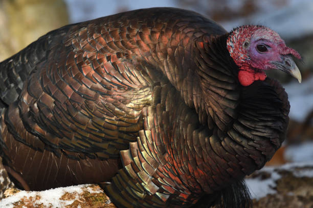 istock Turkey resting in winter sunlight on snowy log 1197762524