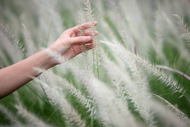 woman hand touching reeds flower