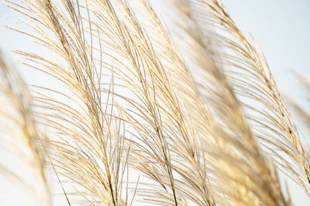istock wind blowing reeds flower against sunset light 1197762801