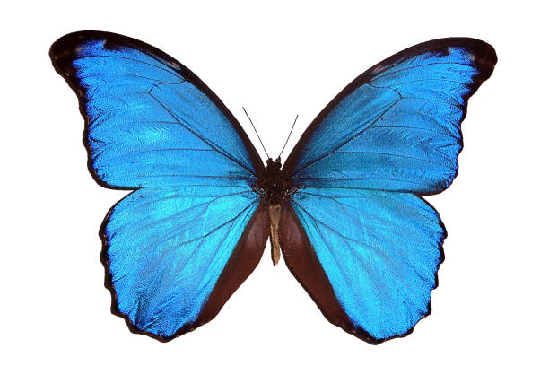 istock Beautiful exotic blue butterfly isolated on a white background. 1197763674