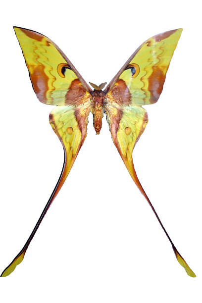 istock Beautiful exotic brown butterfly isolated on white background 1197764187