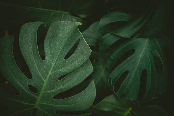 istock Close up tropical nature green leaf texture abstract background. Copy space ecology environment and travel adventure concept. 1197764476
