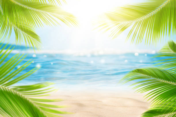 istock Blur beautiful nature green palm leaf on tropical beach with bokeh sun light wave abstract background. 1197764480