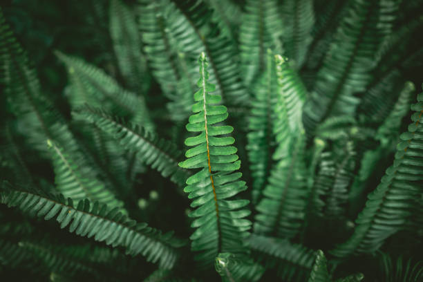 istock Close up tropical nature green leaf texture abstract background. Copy space ecology environment and travel adventure concept. 1197764503
