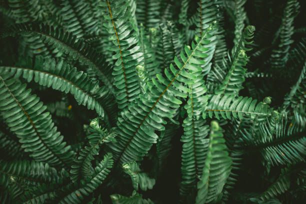 istock Close up tropical nature green leaf texture abstract background. Copy space ecology environment and travel adventure concept. 1197764525