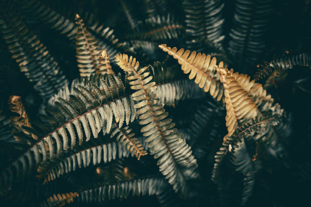 istock Close up tropical nature green leaf texture abstract background. Copy space ecology environment and travel adventure concept. 1197764549