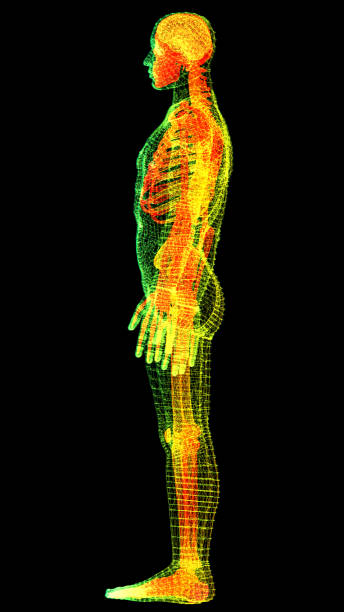 istock Holographic Display of Advance Human Biomedical Diagnostic - Skeleton 1197768356