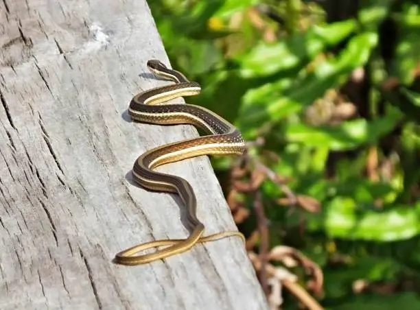 Photo of Ribbon Snake (Thamnophis saurita) - slithering on a wood railing in the Florida wetlands