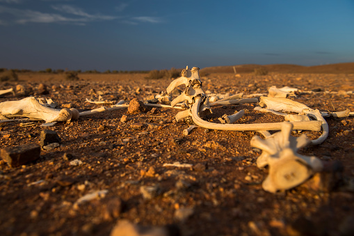 Skeleton in the desert, Outback, Australia