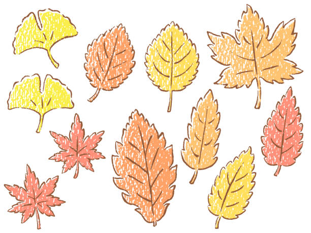 Hand Drawn Illustration Set Of Autumn Leaves In Japan Stock Illustration -  Download Image Now - iStock