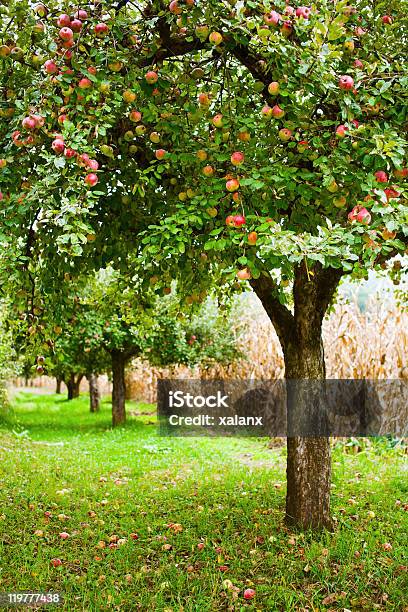 Árvores De Maçã Pomar - Fotografias de stock e mais imagens de Agricultura - Agricultura, Ajardinado, Ao Ar Livre