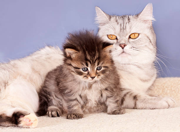 istock British mother cat and baby kitten 119777547