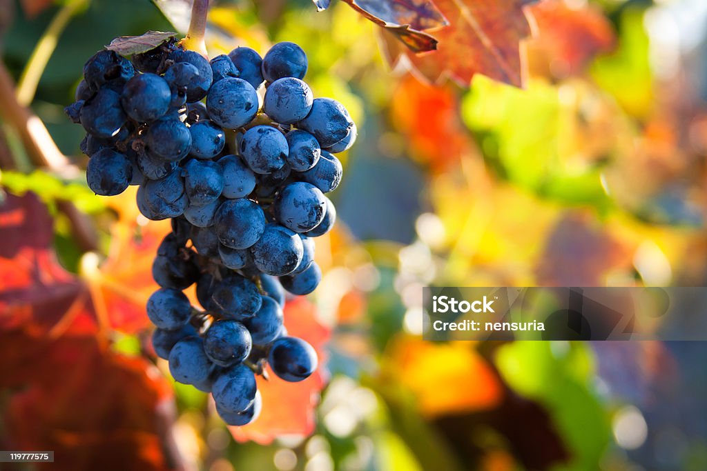 Outono uvas - Foto de stock de Agricultura royalty-free