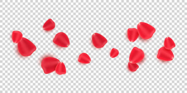 ilustrações de stock, clip art, desenhos animados e ícones de scattered red rose petals isolated on transparent background. valentine's day. romantic flowers for valentine's day or wedding. vector illustration. esp 10 - rose anniversary flower nobody