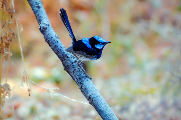 istock Superb Fairy Wren perched on a branch 1197778413