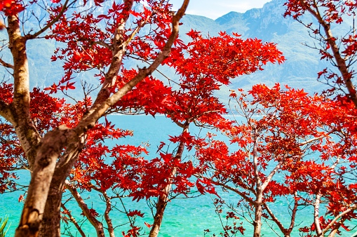 Vibrant vivid red maple tree leaves growing on western coast of Garda lake in Limone Sul Garda, Lombardy, Italy