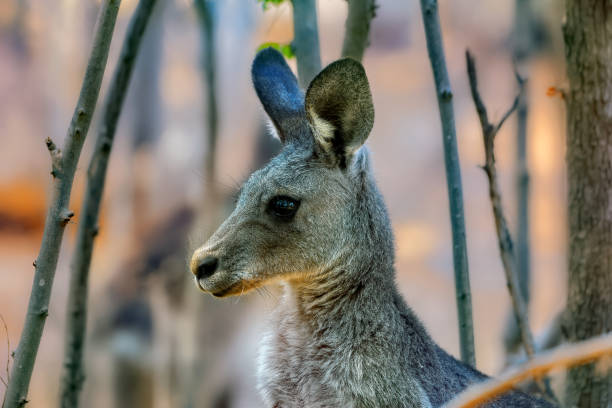 istock Grey Kangaroo joey close up 1197779861