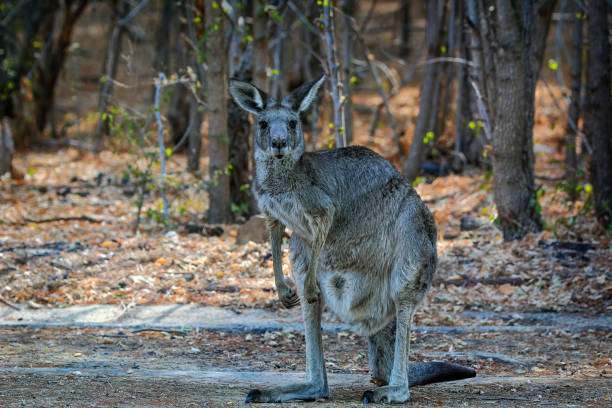 istock Grey Kangaroo in the bushland 1197779986