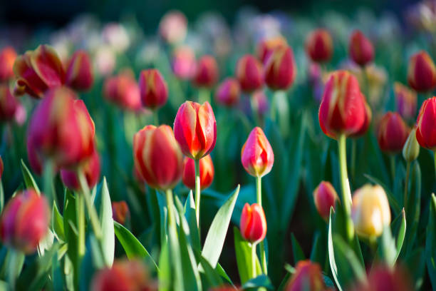 istock Beautiful colourful tulip flowers background in spring 1197781109