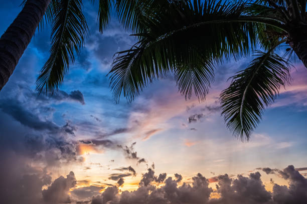 istock Sunset and palms - nature background 1197781762