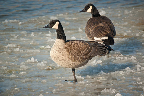 istock Canada Geese Standing on a Frozen Pond 119778292