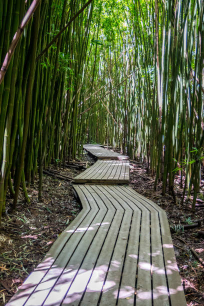 istock A very long boardwalk surrounded by bamboo trees in Maui, Hawaii 1197784271