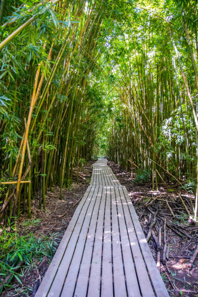 istock A very long boardwalk surrounded by bamboo trees in Maui, Hawaii 1197784292