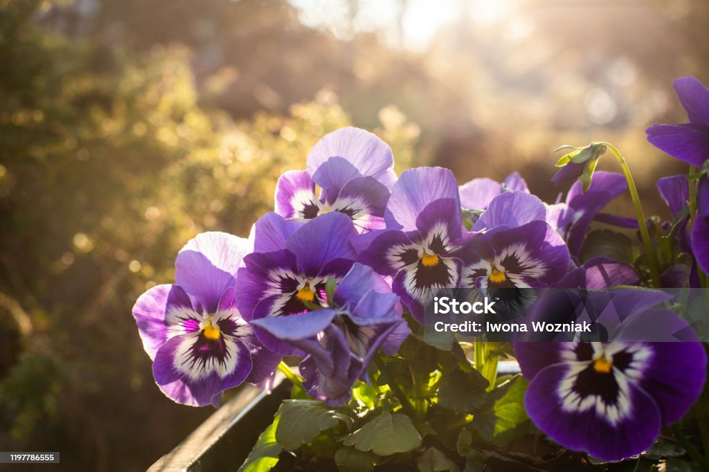Spring Pansies. Spring Pansies. Morning view from the balcony. Pansy Stock Photo