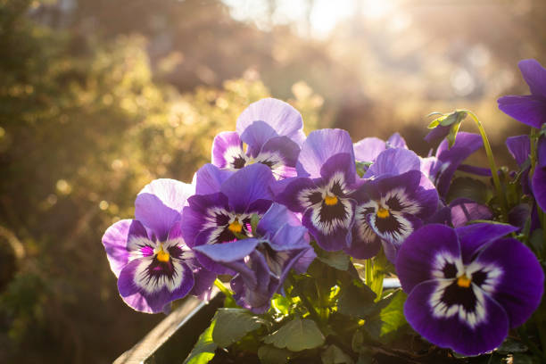 Spring Pansies. Spring Pansies. Morning view from the balcony. pansy photos stock pictures, royalty-free photos & images