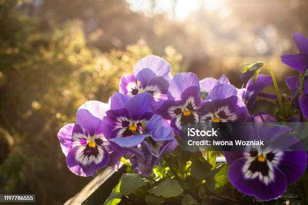 Spring Pansies Stock Photo - Download Image Now - Pansy, Flower, Balcony