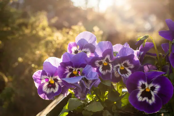 Spring Pansies. Morning view from the balcony.