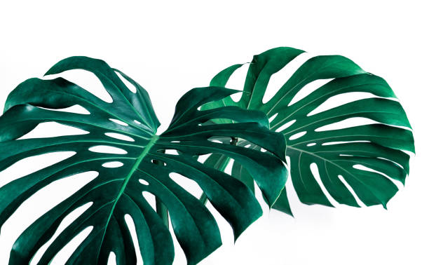 istock Selective focus of monstera leaves (leaf) on white color for decorating composition design background 1197787190